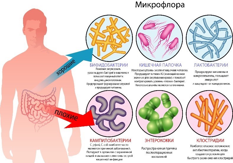 Основные группы бактерий